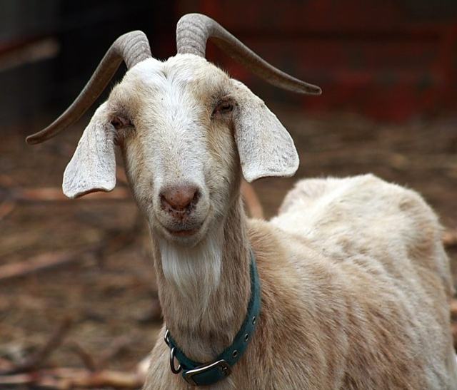 Goat getting fed up with being called a “Bryanface”