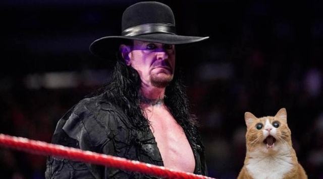 A tribute to The Undertaker’s legendary career in adorable kittycat gifs
