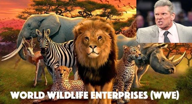 World Wildlife Enterprises sues wrestling company for use of WWE acronym