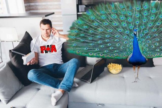 WWE fan unsure what to do next after buying peacock