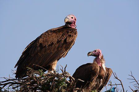 Buzzards keep getting weird feeling they’re being followed