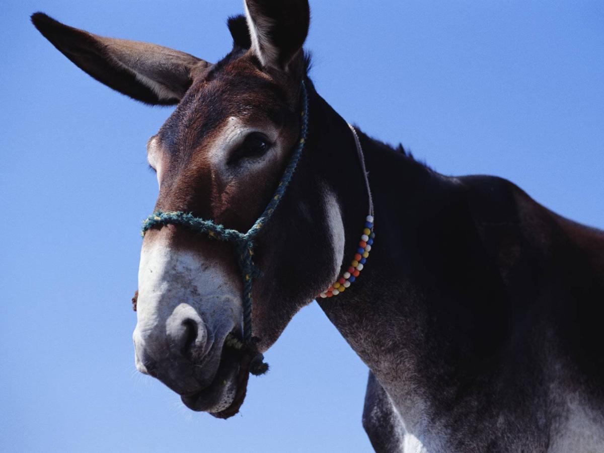 Government mule resents the comparisons