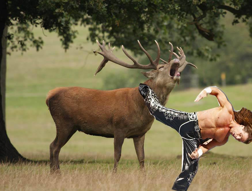 New hunting show will feature Shawn Michaels superkicking wild animals