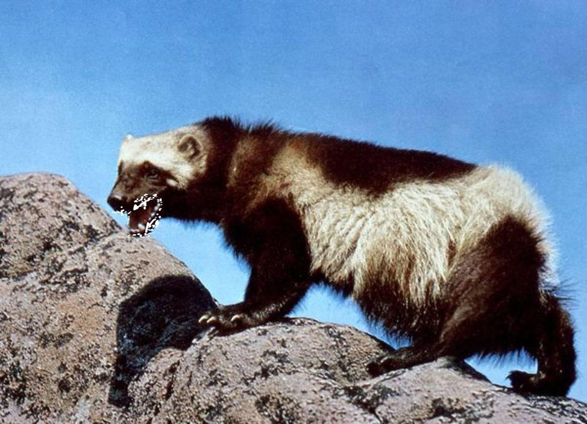 Actual rabid wolverine feels unfairly stigmatized