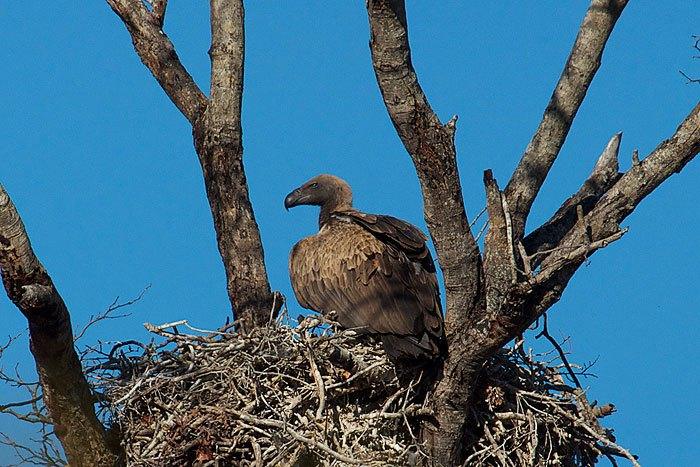 Buzzards followed to underwhelming buzzard nest