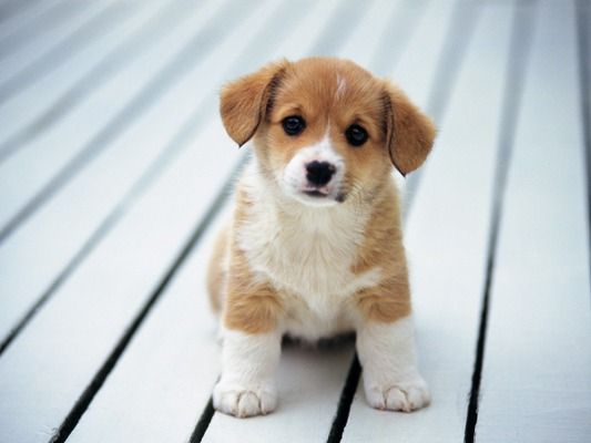 puppy1