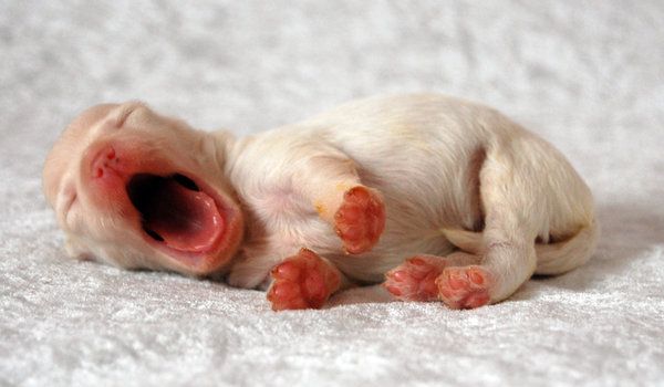 puppy10