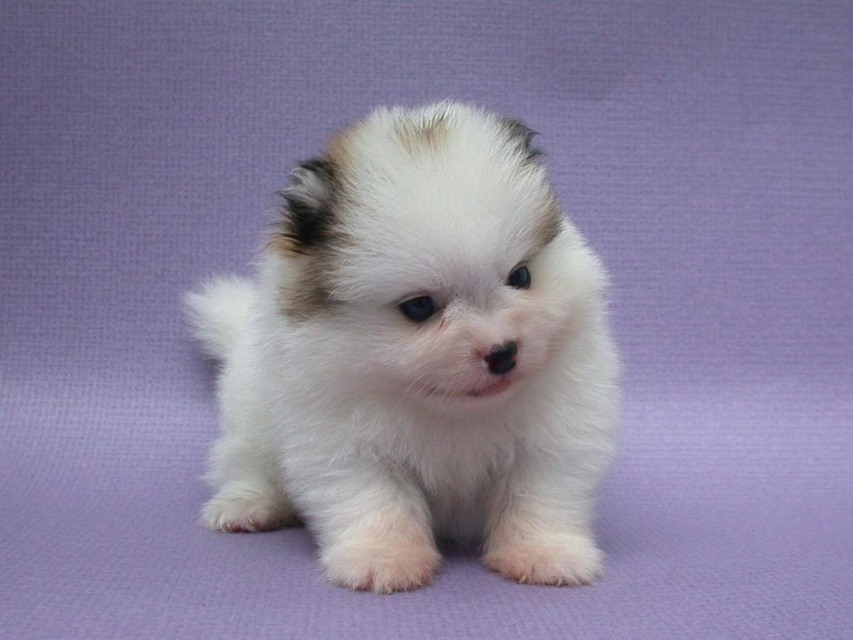 puppy11