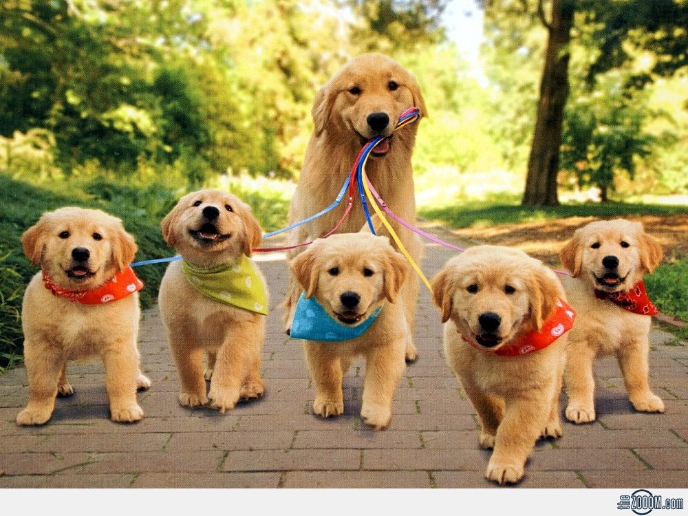 puppy12