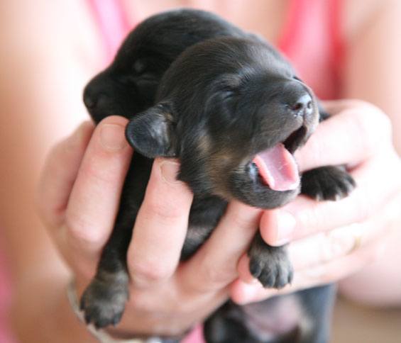 puppy13