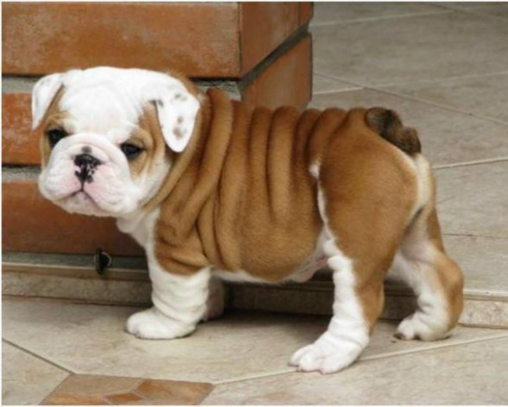 puppy15