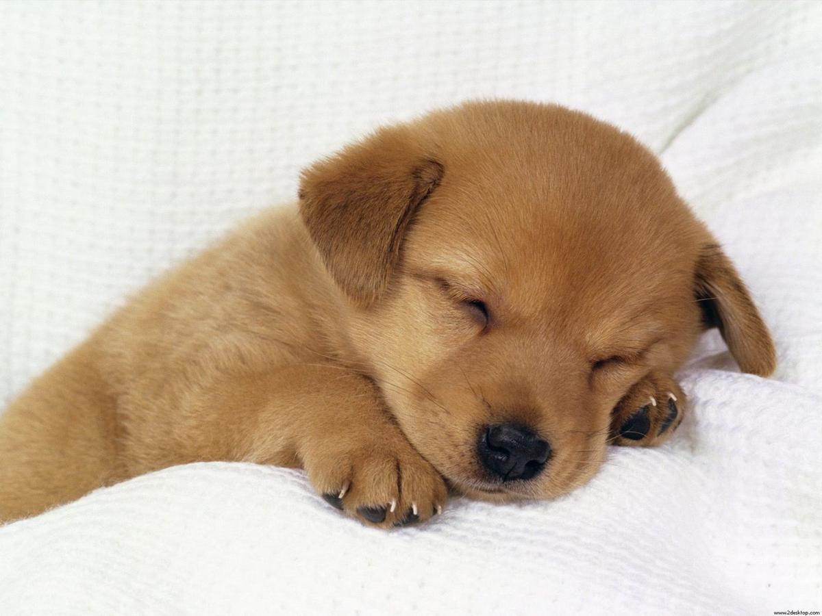 puppy4