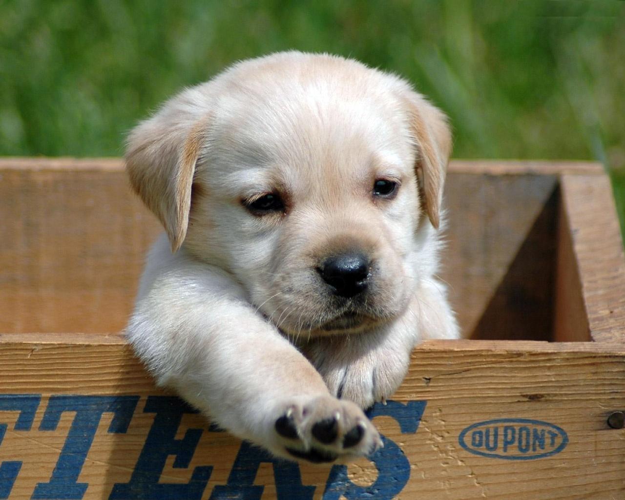 puppy5