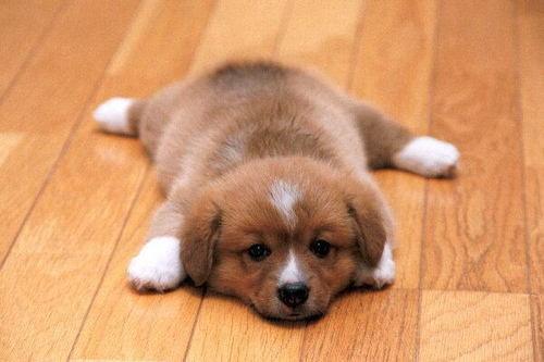 puppy7