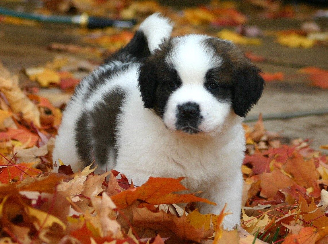 puppy8