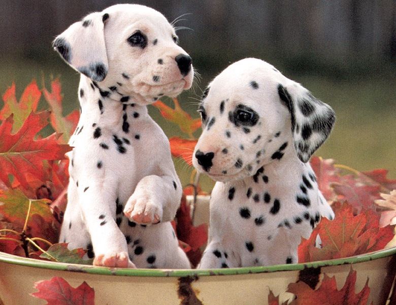 puppy9