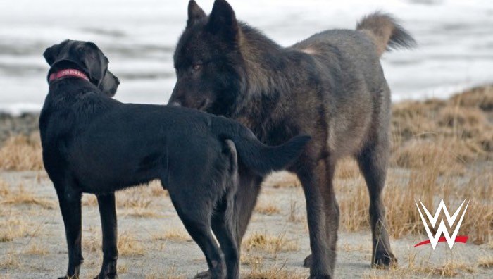 Lone wolf humps big dog in yard