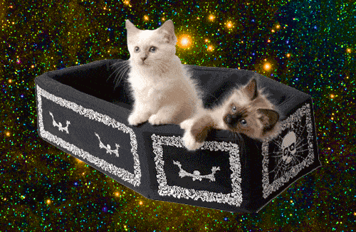 paul bearer cats